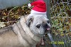 Christmas_ziggy1_1